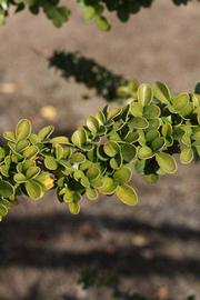            Sun leaves (Riverside, CA)   