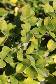            Sun leaves (Riverside, CA)   