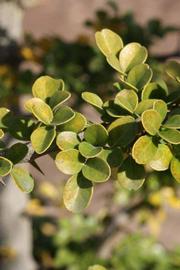            Sun leaves (Riverside, CA)   