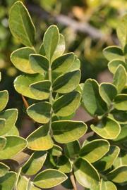            Sun leaves (Riverside, CA)   