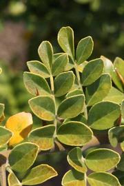            Sun leaves (Riverside, CA)   