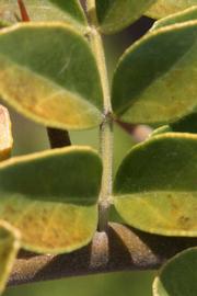              Rachis (Riverside, CA)       