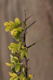              First year twig (Riverside, CA)       