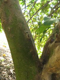              Bark (Winter Haven, FL)       