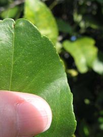              Margin (Riverside, CA)       