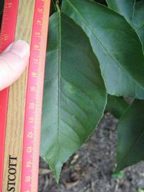              Unifoliolate leaf (Winter Haven, FL)       