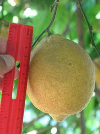            Fruit (Winter Haven, FL)   