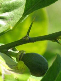            First year twig (Winter Haven, FL)   