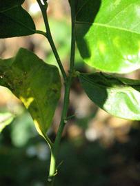            First year twig (Winter Haven, FL)   