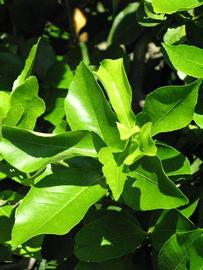             Sun leaves (Winter Haven, FL)       