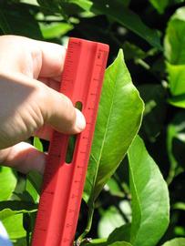              Unifoliolate leaf (Winter Haven, FL)       