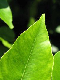              Margin (Riverside, CA)       