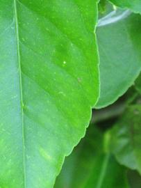              Margin (Riverside, CA)       