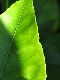              Margin (Riverside, CA)       