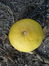              Fruit (Winter Haven, FL)       