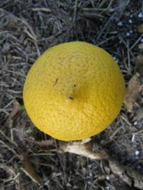              Fruit (Winter Haven, FL)       