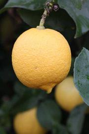                 Fruit (Lupe, Riverside, CA)       