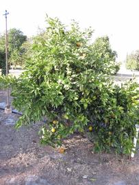              Habit (Winter Haven, FL)       