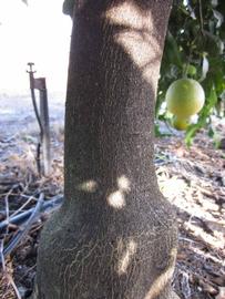              Bark (Winter Haven, FL)       