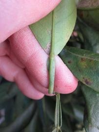              Petiole (Winter Haven, FL)       