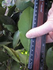             Unifoliolate leaf (Winter Haven, FL)       
