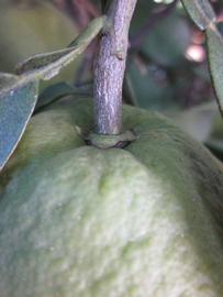              Immature fruit (Winter Haven, FL)       