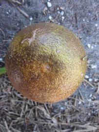              Fruit (Winter Haven, FL)       