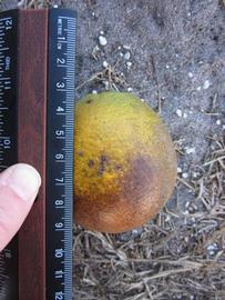              Fruit (Winter Haven, FL)       