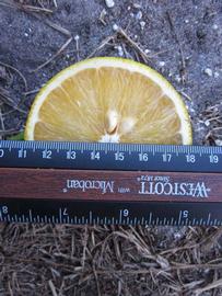              Fruit cross-section (Winter Haven, FL)       