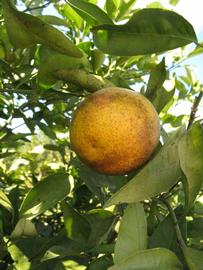              Fruit (Winter Haven, FL)       