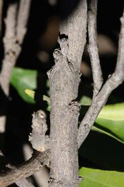              Second - third year twig (Riverside, CA)       