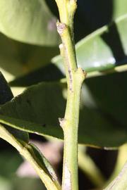              First year twig (Riverside, CA)       