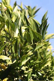            Sun leaves (Riverside, CA)   