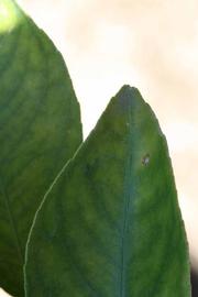              Margin (Riverside, CA)       