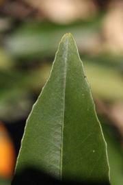              Margin (Riverside, CA)       