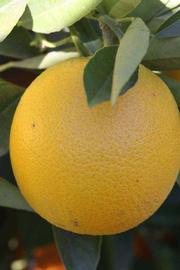              Fruit (Riverside, CA)       