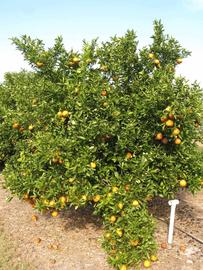            Habit (Winter Haven, FL)   