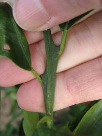              First year twig (Winter Haven, FL)       