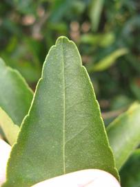              Margin (Winter Haven, FL)       