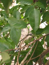            Shade leaves (Winter Haven, FL)   