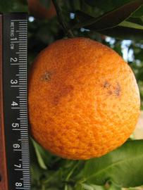              Fruit (Winter Haven, FL)       