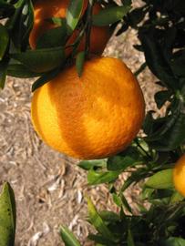              Fruit (Winter Haven, FL)       