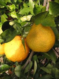              Fruit (Winter Haven, FL)       