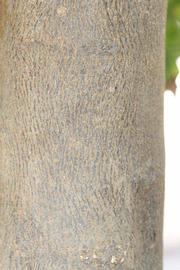            Bark (Riverside, CA)   