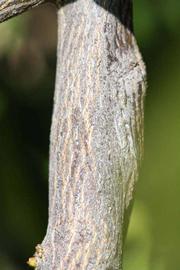              Second - third year twig (Riverside, CA)       