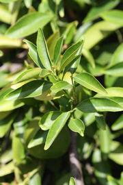              Sun leaves (Riverside, CA)       