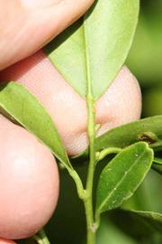              Petiole (Riverside, CA)       