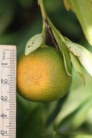            Immature fruit (Riverside, CA)   