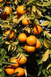              Fruit (Riverside, CA)       