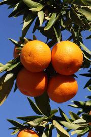              Fruit (Riverside, CA)       